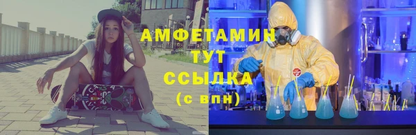 сатива Новозыбков