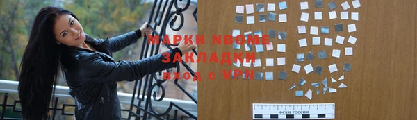 сатива Новозыбков
